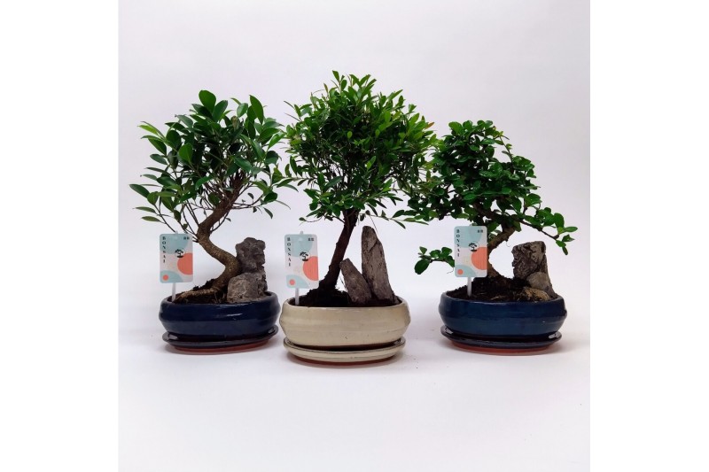 Bonsai mix Landscape 