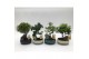 Bonsai mix Landscape 