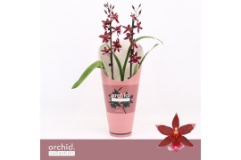 Burrageara barrocco red 2-spike Orchid Collection Potcover
