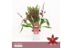 Burrageara barrocco red 5/6-spike Compact Orchid Collection 