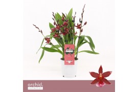 Burrageara barrocco red 5/6-spike Compact Orchid Collection
