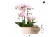 Phalaenopsis Kolibri Orchids Field - 6 tak Pink - White Basket 