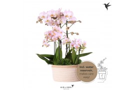 Phalaenopsis Kolibri Orchids Field - 6 tak Pink - White Basket