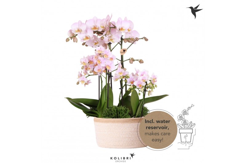 Phalaenopsis Kolibri Orchids Field - 6 tak Pink - White Basket Phalaenopsis Kolibri Orchids Field - 6 tak Pink - White Basket