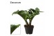 Zamioculcas zamiifolia zenzi V-leaf 2 veren Decorum 
