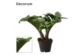 Zamioculcas zamiifolia zenzi V-leaf 2 veren Decorum