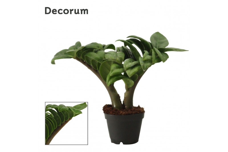 Zamioculcas zamiifolia zenzi V-leaf 2 veren Decorum Zamioculcas zamiifolia zenzi V-leaf 2 veren Decorum