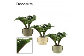 Zamioculcas zamiifolia zenzi V-leaf 2 veren in Dione Decorum