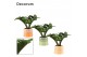 Zamioculcas zamiifolia zenzi V-leaf 2 veren in Evita Decorum 