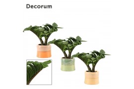 Zamioculcas zamiifolia zenzi V-leaf 2 veren in Evita Decorum