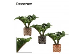 Zamioculcas zamiifolia zenzi V-leaf 2 veren in Fee Decorum