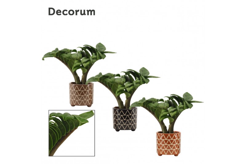 Zamioculcas zamiifolia zenzi V-leaf 2 veren in Fee Decorum Zamioculcas zamiifolia zenzi V-leaf 2 veren in Fee Decorum