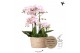 Phalaenopsis Kolibri Orchids Field - 6 tak Pink - Reed Basket 