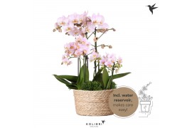 Phalaenopsis Kolibri Orchids Field - 6 tak Pink - Reed Basket