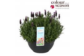 Lavandula stoechas Lavandula Stoechas Bandera Blue P30