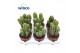 Cactus Neocardinazia Herzogiana 