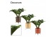 Zamioculcas zamiifolia zenzi V-leaf 2 veren in Luca Decorum 