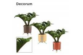 Zamioculcas zamiifolia zenzi V-leaf 2 veren in Luca Decorum