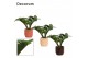 Zamioculcas zamiifolia zenzi V-leaf 2 veren in Sanne Decorum 