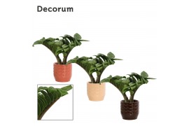 Zamioculcas zamiifolia zenzi V-leaf 2 veren in Sanne Decorum