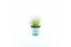 Festuca glauca amigold 