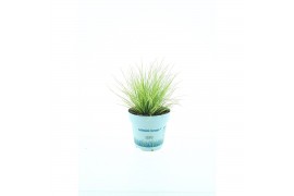Festuca glauca amigold