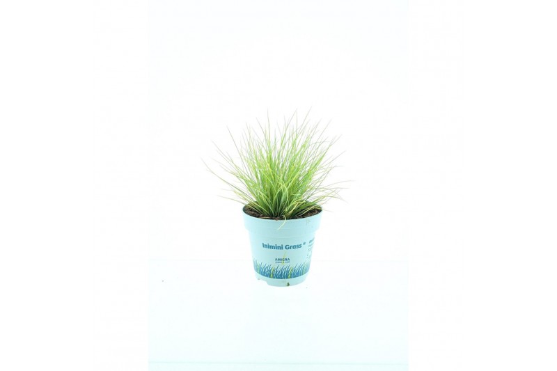 Festuca glauca amigold 