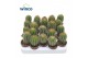 Pachycereus pringlei 