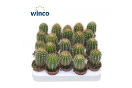 Pachycereus pringlei