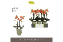 Phalaenopsis multiflora paprika Optimost - Paprika - 3 tak - Emilia Gr
