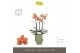 Phalaenopsis multiflora paprika Optimost - Paprika - 3 tak - Emilia Gr 