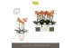 Phalaenopsis multiflora paprika Optimost - Paprika - 3 tak - Emilia Wh 