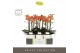 Phalaenopsis multiflora paprika Optimost - Paprika - 3 tak - Emilia Wh 