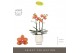 Phalaenopsis multiflora paprika Optimost - Paprika - 3 tak - Emilia Wh 
