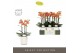 Phalaenopsis multiflora paprika Optimost - Paprika - 3 tak - Molise Wh 