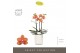 Phalaenopsis multiflora paprika Optimost - Paprika - 3 tak - Molise Wh 