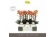 Phalaenopsis multiflora paprika Optimost - Paprika - 3 tak - Molise Wh 