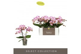 Phalaenopsis roze Tablo - Bellini - 2 tak