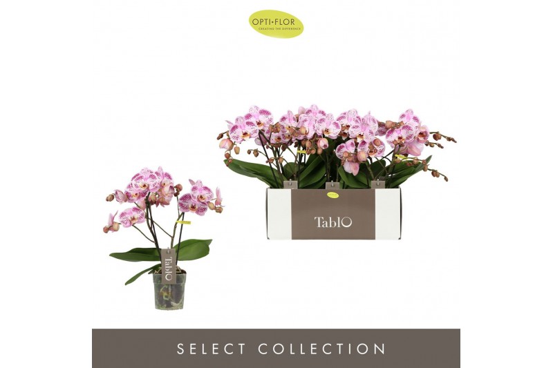Phalaenopsis roze Tablo - Bellini - 2 tak 