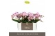 Phalaenopsis roze Tablo - Bellini - 2 tak 
