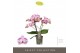 Phalaenopsis roze Tablo - Bellini - 2 tak 
