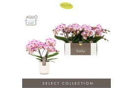 Phalaenopsis roze Tablo - Bellini - 2 tak - Molise White Aquo