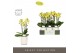 Phalaenopsis multiflora anthura arezzo Optimost - Arezzo - 3 tak - Mol 