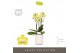 Phalaenopsis multiflora anthura arezzo Optimost - Arezzo - 3 tak - Mol 