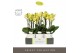Phalaenopsis multiflora anthura arezzo Optimost - Arezzo - 3 tak - Mol 