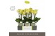 Phalaenopsis multiflora anthura arezzo Optimost - Arezzo - 3 tak - Emi 