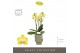 Phalaenopsis multiflora anthura arezzo Optimost - Arezzo - 3 tak - Emi 