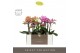 Phalaenopsis mix multiflora Optimost - Mix - 3 tak - Molise White Aquo 