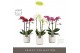 Phalaenopsis mix multiflora Optimost - Mix - 3 tak - Molise White Aquo 