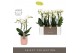 Phalaenopsis multiflora wit Optimost - Helios - 3 tak - Molise Salmon  